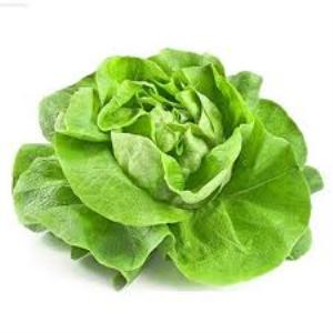 Hạt giống rau Xà lách Đăm